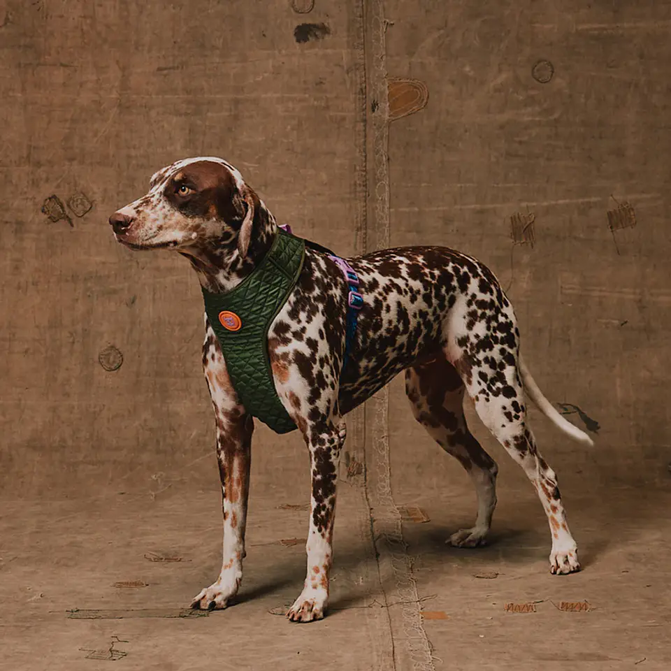 echera Air Mesh Trekk Zee.Dog para Perro 1