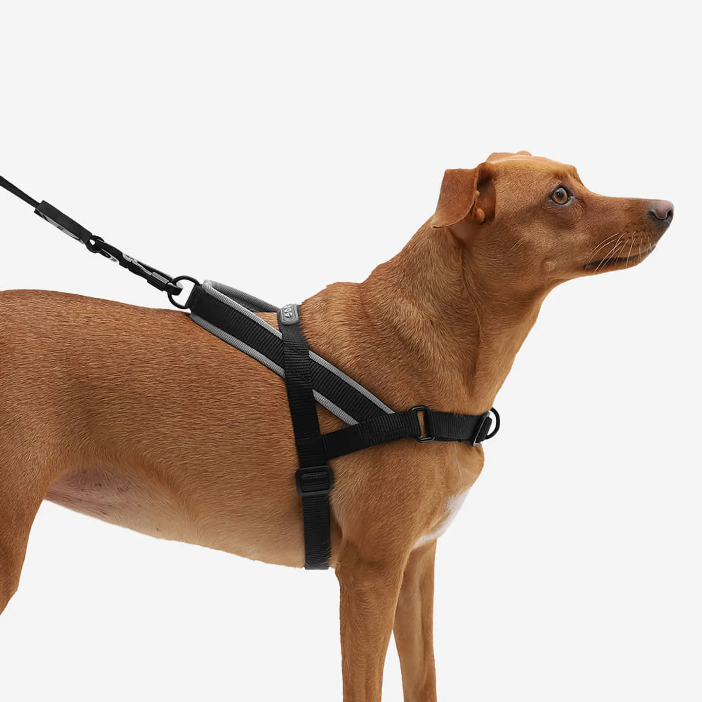 Arnés Anti-Tirones SofterWalk Gotham Zee.Dog para Perro 3