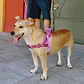 Arnés Anti-Tirones SofterWalk Brain Zee.Dog para Perro - Miniatura 4