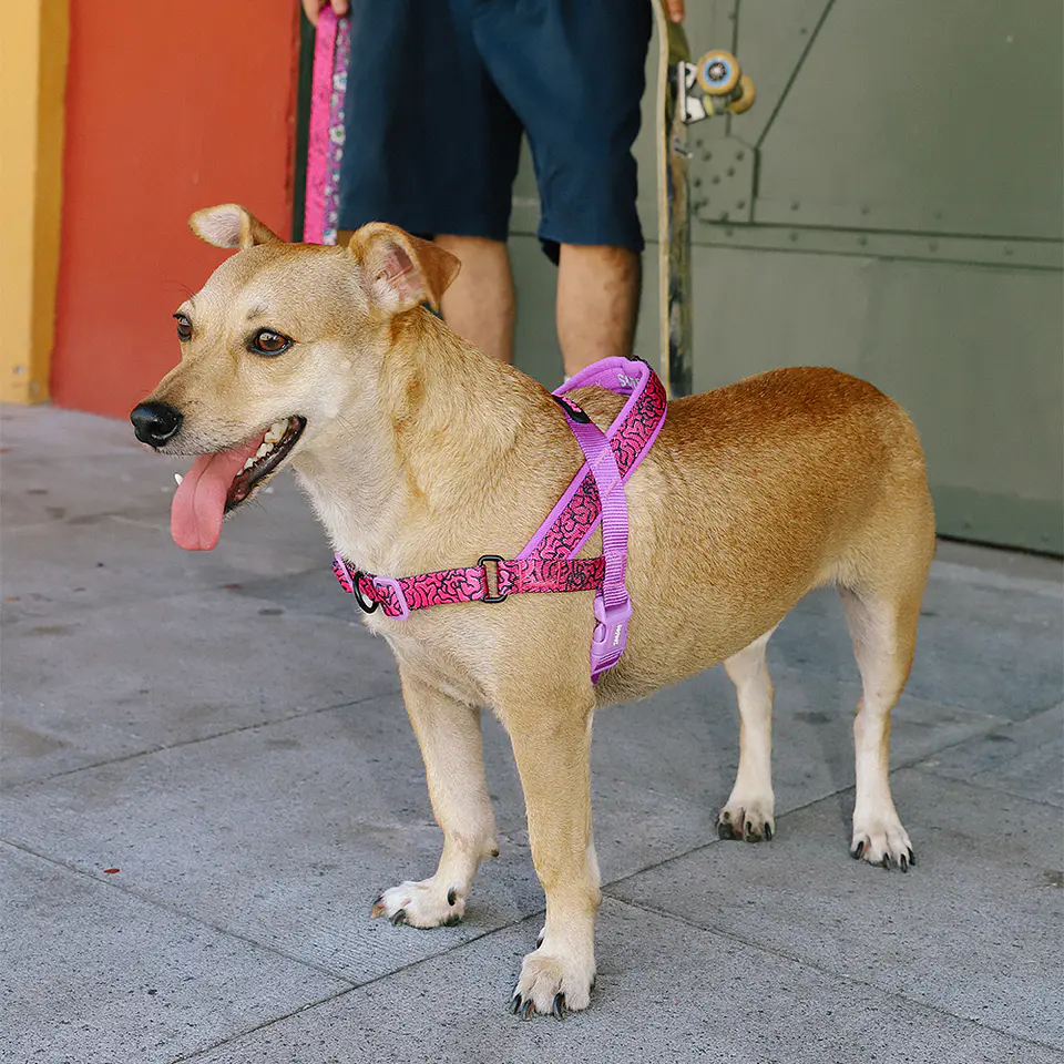 Arnés Anti-Tirones SofterWalk Brain Zee.Dog para Perro 4