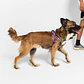 Arnés Anti-Tirones SofterWalk Zmiley Zee.Dog para Perro - Miniatura 1