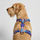 🔵⚡ Arnés en H Error #404 Zee.Dog para Perro - Miniatura 1