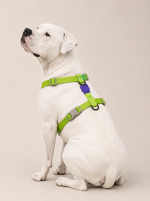 Arnés en H NOX LUMEN Zee.Dog para Perro