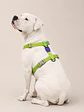 Arnés en H NOX LUMEN Zee.Dog para Perro - Miniatura 1