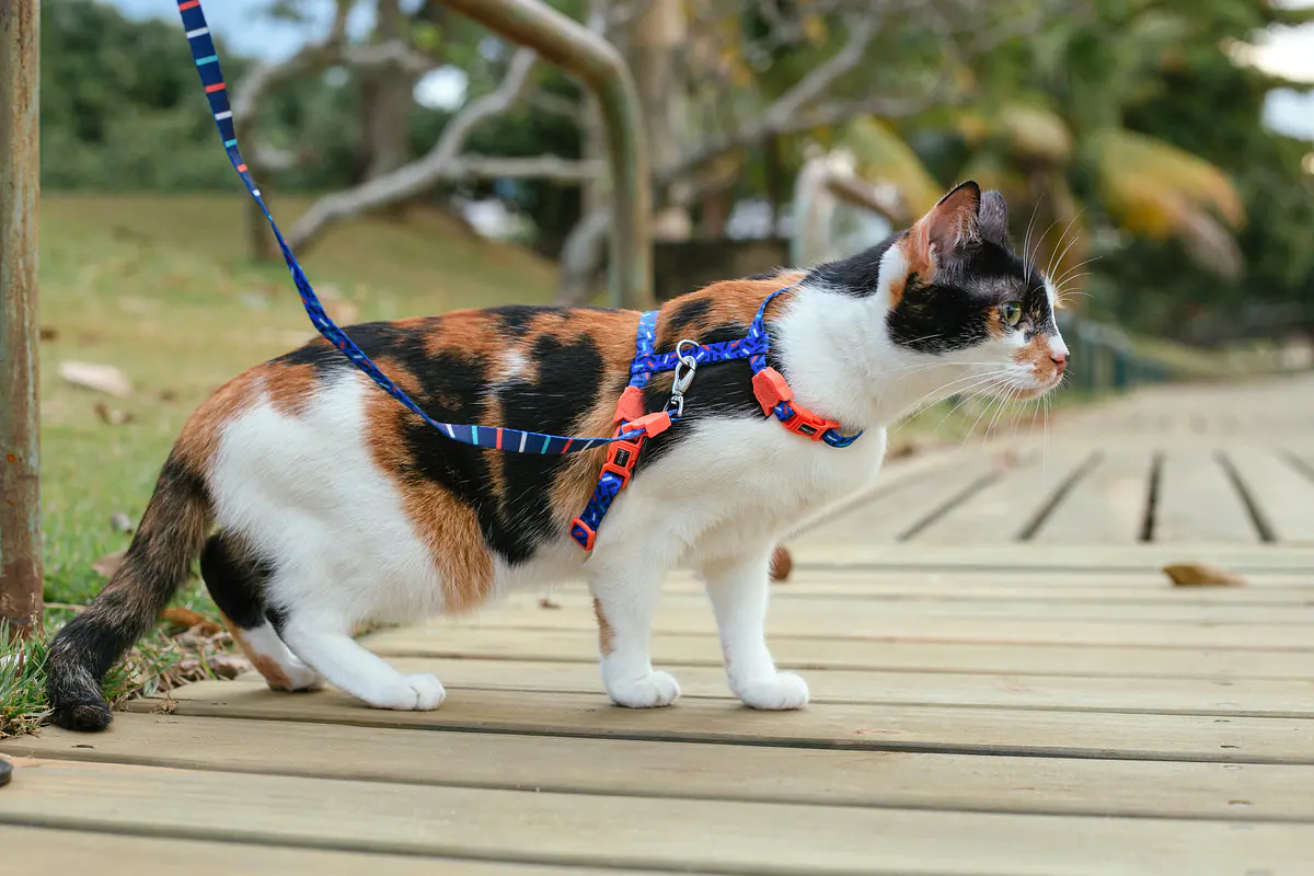 GATOS