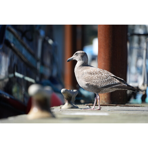 Cámara Sony A7 V Híbrida Full Frame Body 14