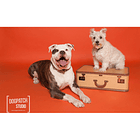 Fondo de Papel BD Tangerine 2,72 × 11 m BD152A1 3