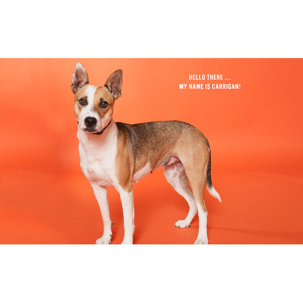 Fondo de Papel BD Tangerine 2,72 × 11 m BD152A1 2