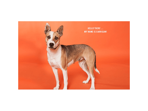 Fondo de Papel BD Tangerine 2,72 × 11 m BD152A1