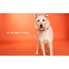 Fondo de Papel BD Tangerine 2,72 × 11 m BD152A1 4