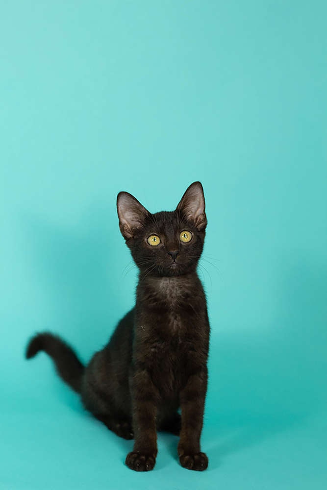 Fondo de Papel BD Aqua 2,72 × 11 m BD165A1 2