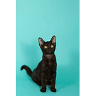 Fondo de Papel BD Aqua 2,72 × 11 m BD165A1 2