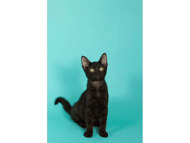 Fondo de Papel BD Aqua 2,72 × 11 m BD165A1