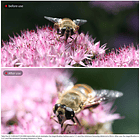 Lente Macro Ulanzi 52mm Conversor para Lentes  8