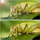 Lente Macro Ulanzi 52mm Conversor para Lentes  7