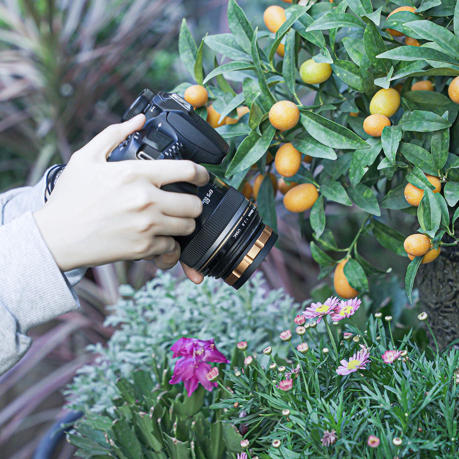 Lente Macro Ulanzi 52mm Conversor para Lentes  2