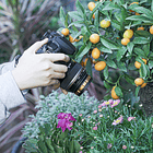 Lente Macro Ulanzi 52mm Conversor para Lentes  2