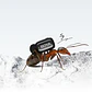 Micrófono Lavalier Inalámbrico Boya Mini 2-06 con IA para Reducción de Ruido - Miniatura 2