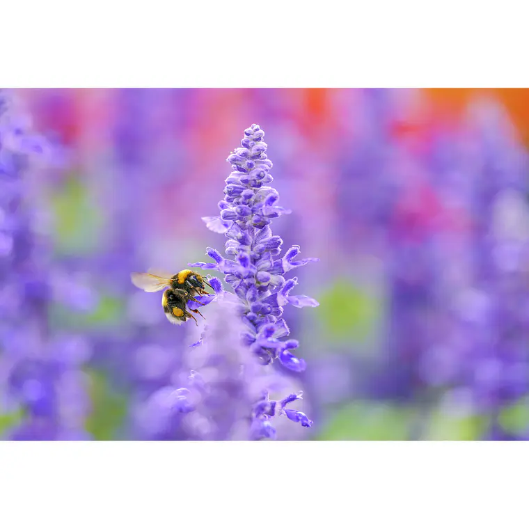 Lente Sigma 105mm f/2.8 DG DN Macro Art - Montura Sony E 11