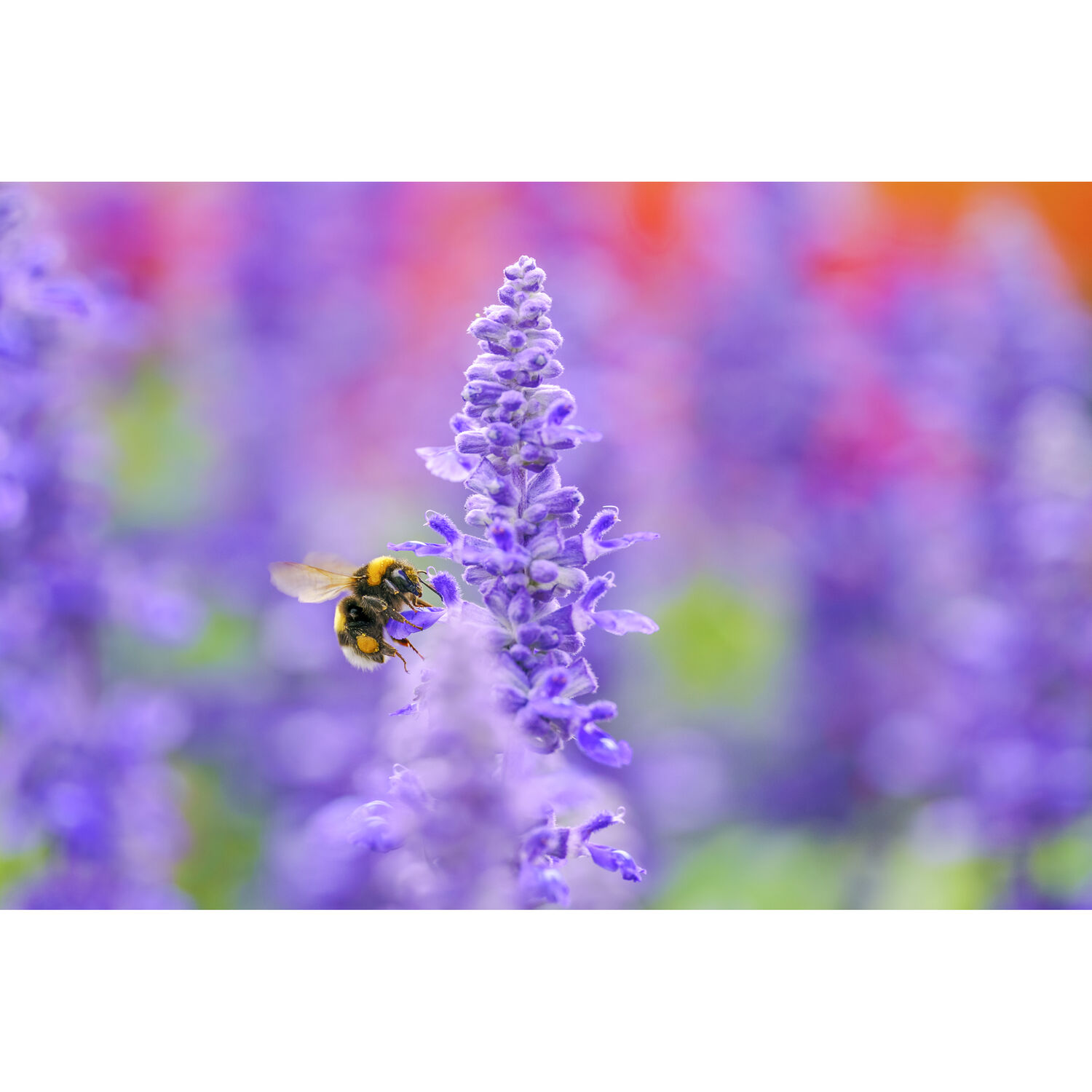 Lente Sigma 105mm f/2.8 DG DN Macro Art - Montura Sony E (IMPORTADO) 11