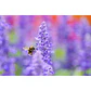 Lente Sigma 105mm f/2.8 DG DN Macro Art - Montura Sony E (IMPORTADO) - Miniatura 11