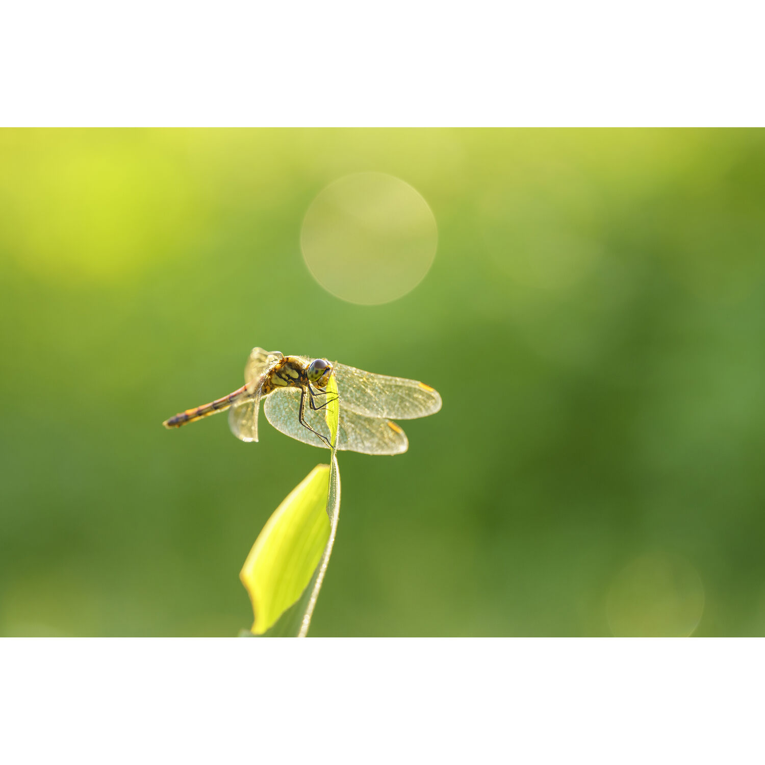 Lente Sigma 105mm f/2.8 DG DN Macro Art - Montura Sony E (IMPORTADO) 12