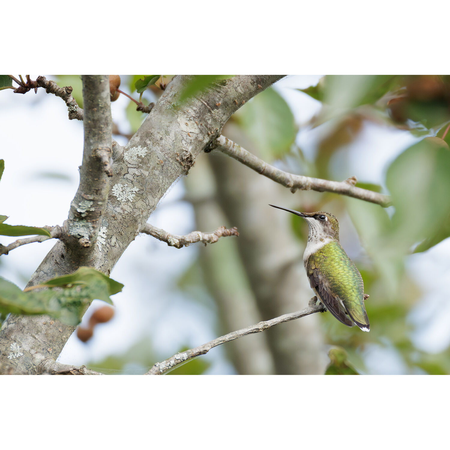 Lente Canon RF 200-800mm f/6.3-9 IS USM (IMPORTADO) 11