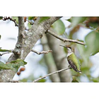 Lente Canon RF 200-800mm f/6.3-9 IS USM (IMPORTADO) 11