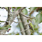 Lente Canon RF 200-800mm f/6.3-9 IS USM (IMPORTADO) - Miniatura 11