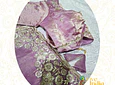 Sari para matrimonio/fiestas/ceremonias