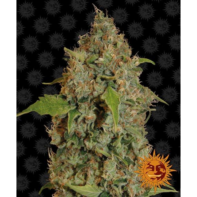 Chronic Thunder – Barney’s Farm
