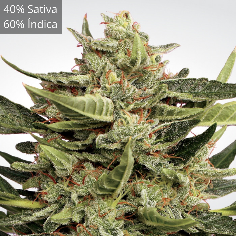 Vertigo Auto - Paradise Seeds