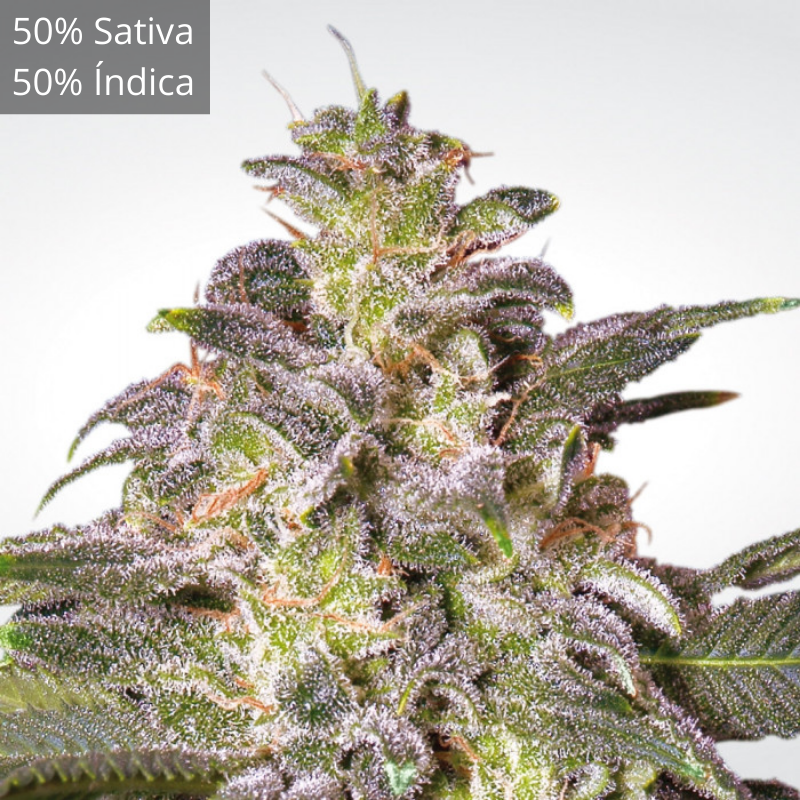 Magic Bud x3