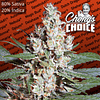 LA Amnesia x3 - Chongs Choice