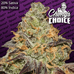 Blue Kush Berry x3 - Chongs Choice