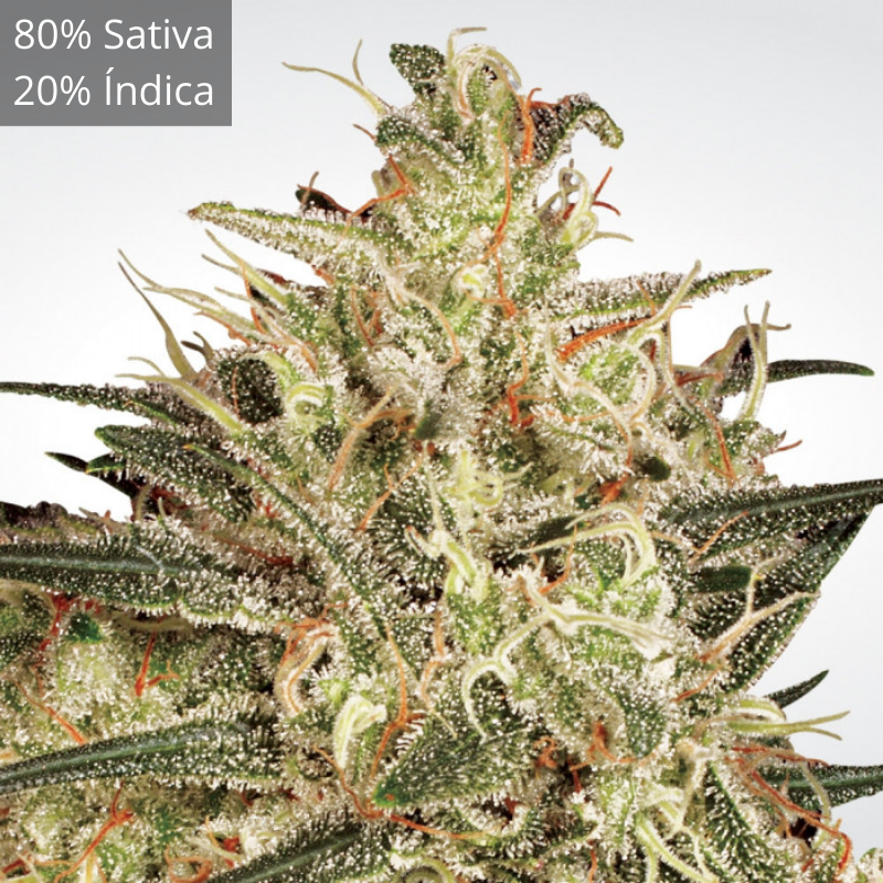 Atomical Haze x3