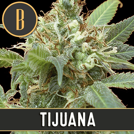 Tijuana x3
