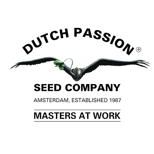 Mazar AUTO semillas autoflorecientes de Dutch Passion