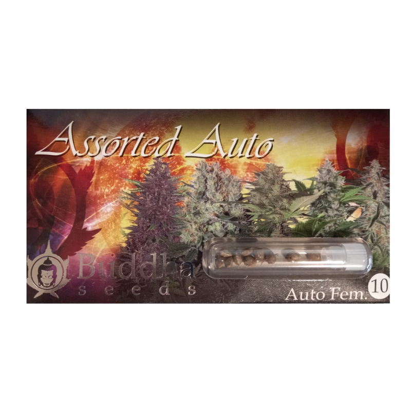 ASSORTED AUTO x 10 Budda seeds