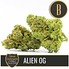 STEVE`S ALIEN OG x4