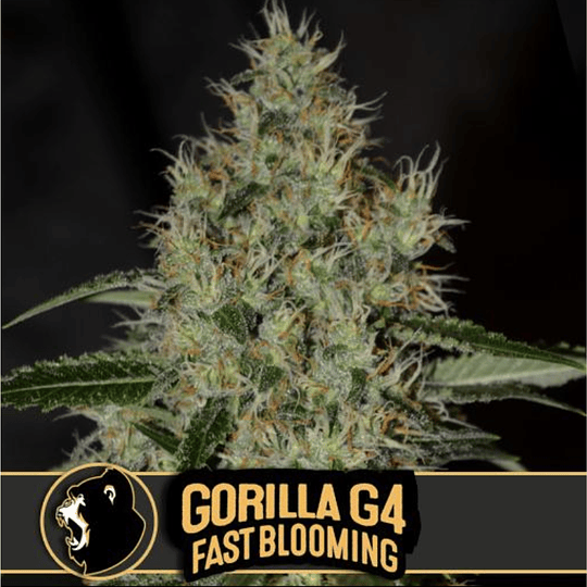 Gorilla G4 Fast Blooming x3