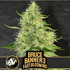 Bruce Banner Fast Blooming x3