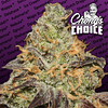 Blue Kush Berry x3 - Chongs Choice