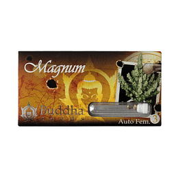 Magnum AUTO x3 Budda seeds