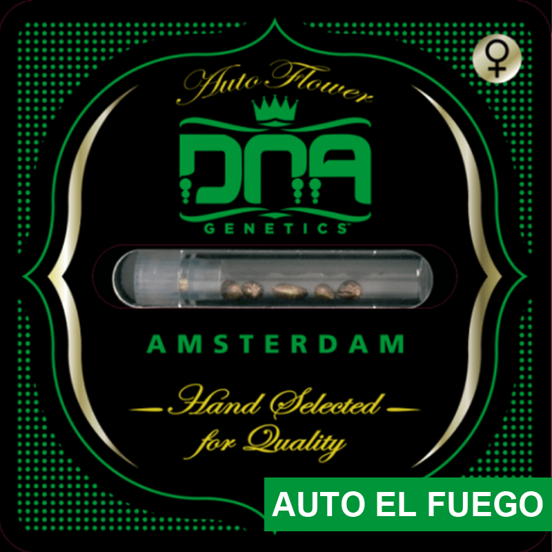 Auto El Fuego