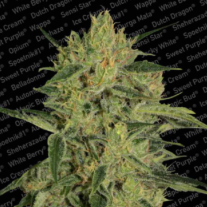 CBD Nebula II