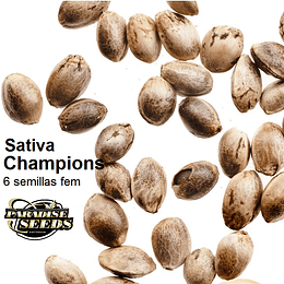 Pack Sativa Champions