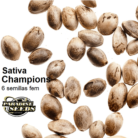 Pack Sativa Champions