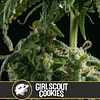 Girl scout cookies x3