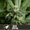 Blue dream x3